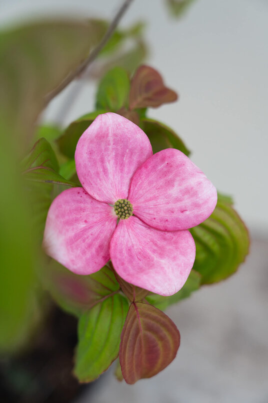 Junger Großblütiger Japanischer Hartriegelbaum | Cornus kousa 'Satomi'