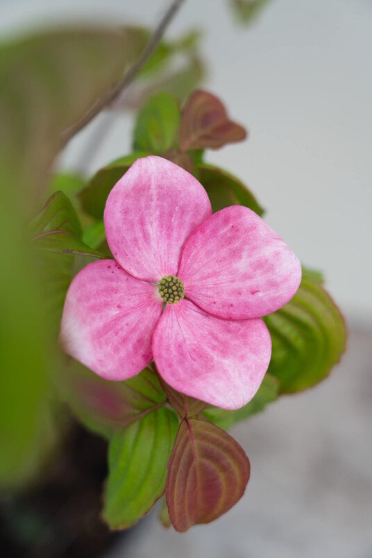 Young Big-flowered Japanese Dogwood Tree | Cornus kousa 'Satomi'