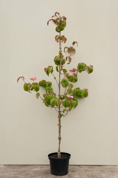 Young Big-flowered Japanese Dogwood Tree | Cornus kousa 'Satomi'