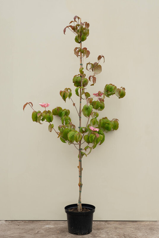 Jonge Grootbloemige Japanse Kornoelje Boom | Cornus kousa 'Satomi'