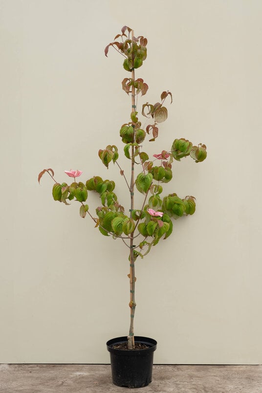 Young Big-flowered Japanese Dogwood Tree | Cornus kousa 'Satomi'