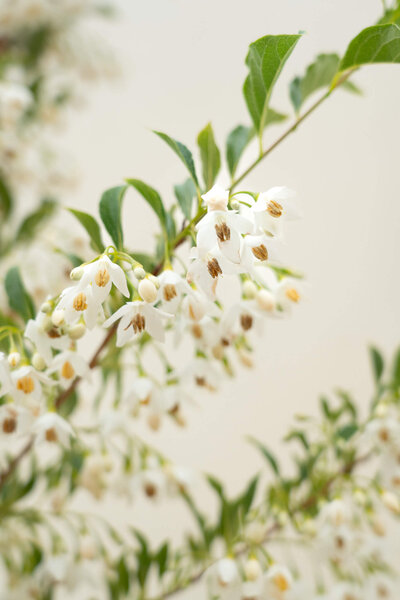 Junger Storaxbaum | Styrax japonicus 'June Snow'