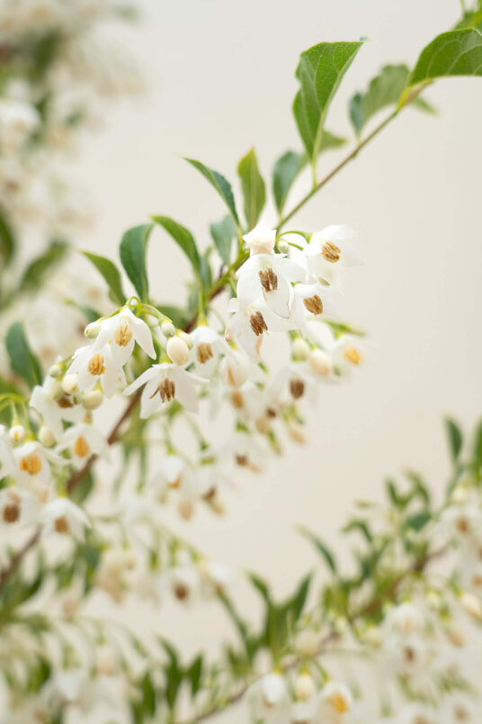 Junger Storaxbaum | Styrax japonicus 'June Snow'