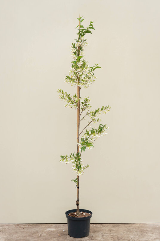 Jonge  Storaxboom | Styrax japonicus 'June Snow'