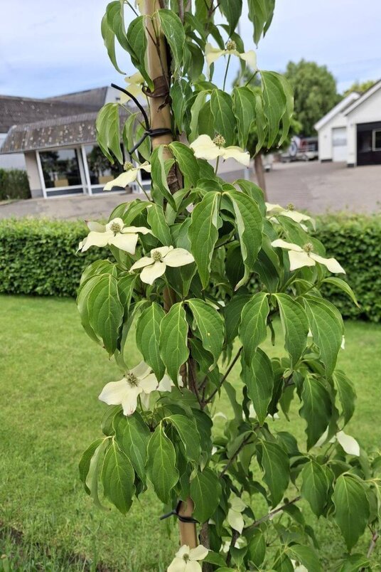Young Columnar Kousa Dogwood | Cornus kousa 'Flower Tower'