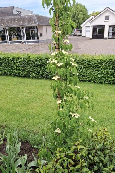 Young Columnar Kousa Dogwood | Cornus kousa 'Flower Tower'