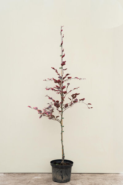 Junge dreifarbige Buche | Fagus sylvatica 'Tricolor'