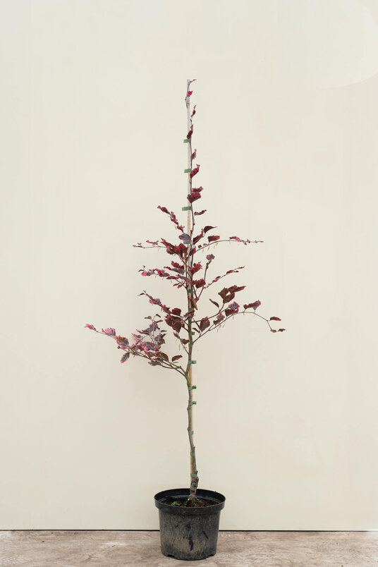 Junge dreifarbige Buche | Fagus sylvatica 'Tricolor'