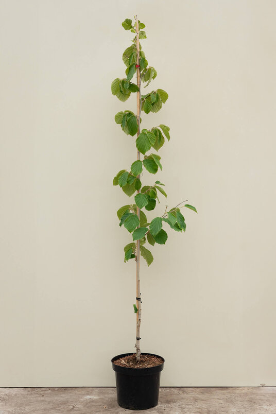 Jonge Toverhazelaar boom | Hamamelis intermedia 'Orange Beauty'