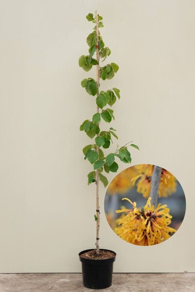 Junger Hamamelisbaum | Hamamelis intermedia 'Orange Beauty'