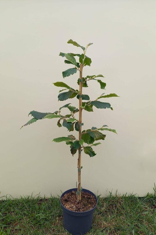 Jonge Toverhazelaar boom | Hamamelis intermedia 'Orange Beauty'