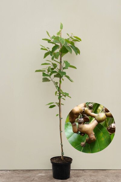 Jonge Japanse Krentenboom | Hovenia dulcis