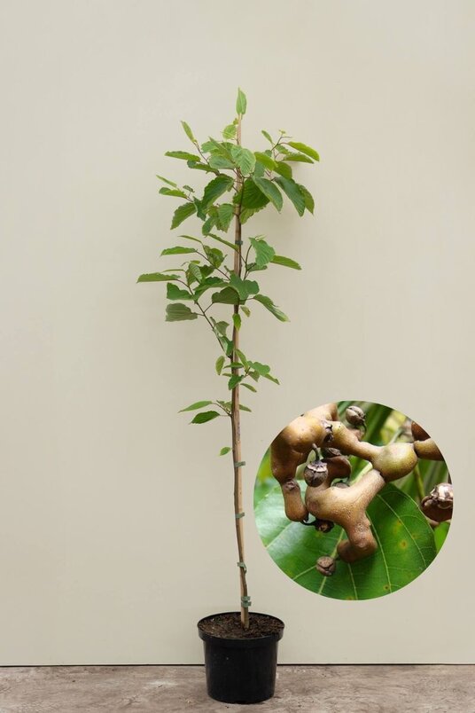 Junger japanischer Johannisbeerbaum | Hovenia dulcis