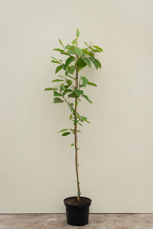 Junger japanischer Johannisbeerbaum | Hovenia dulcis