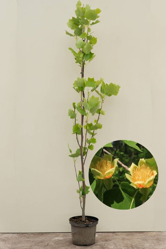 Young Columnar Tulip Tree | Liriodendron tulipifera 'Fastigiatum'