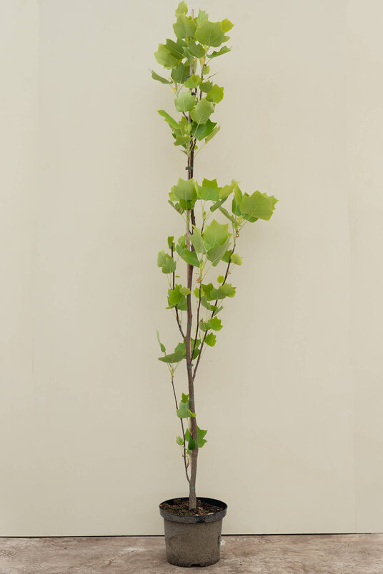 Jonge Zuilvormige Tulpenboom | Liriodendron tulipifera 'Fastigiatum'