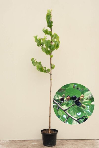 Junger Schwarzer Maulbeerbaum | Morus nigra