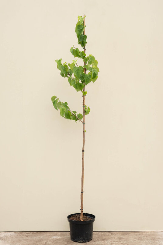 Young Black Mulberry Tree | Morus nigra
