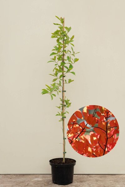 Young Black Tupelo Tree | Nyssa sylvatica