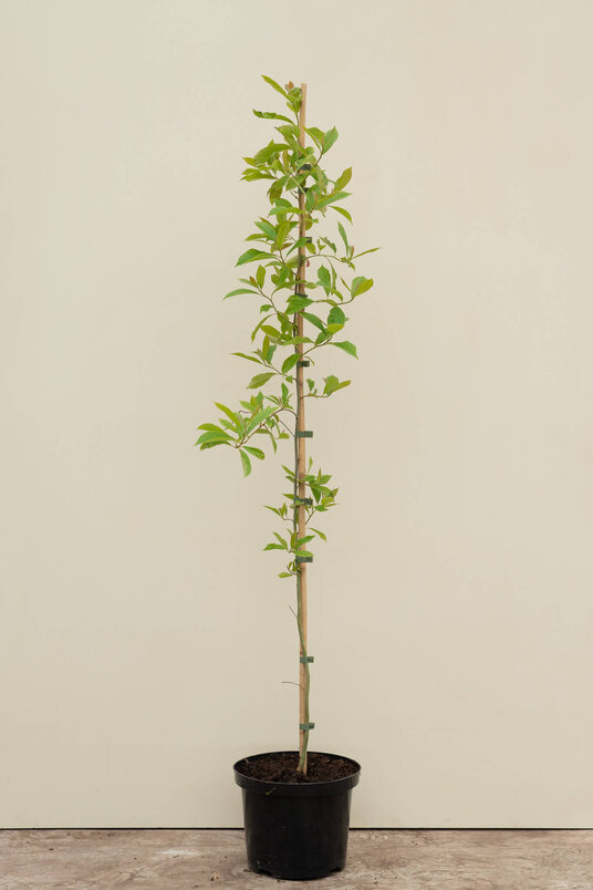 Young Black Tupelo Tree | Nyssa sylvatica