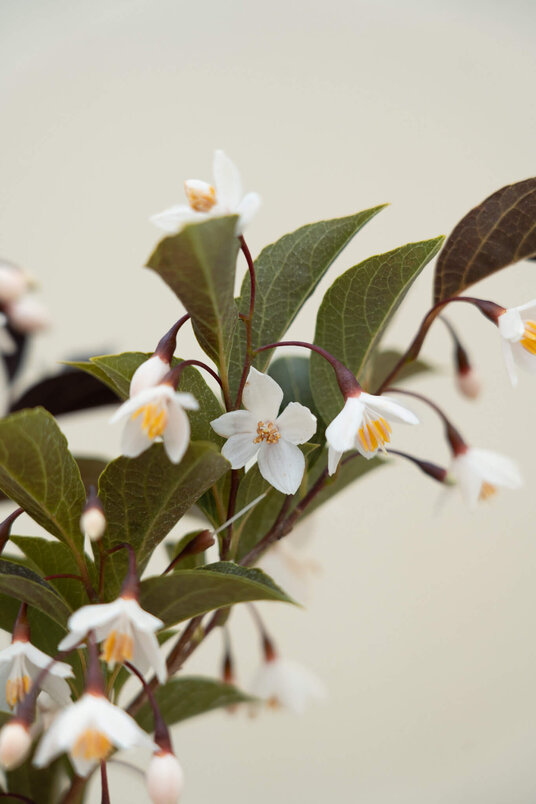 Young Japanese Snowbell Tree | Styrax japonicus 'Evening Light'