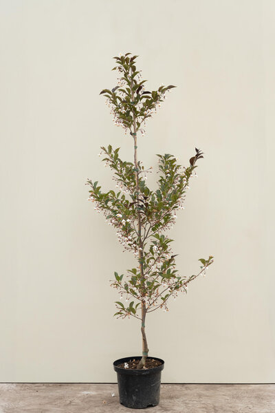 Young Japanese Snowbell Tree | Styrax japonicus 'Evening Light'