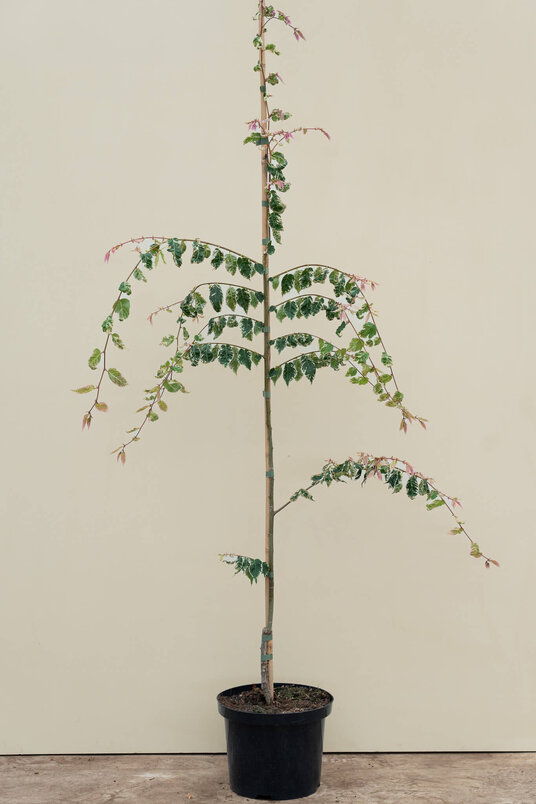 Young Japanese Cut elm | Zelkova serrata 'Variegata'