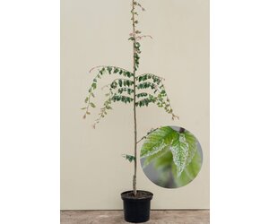 Young Japanese Zelkova | Zelkova serrata 'Variegata'