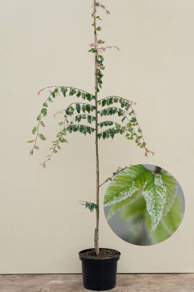 Jonge Japanse Schijniep | Zelkova serrata 'Variegata'