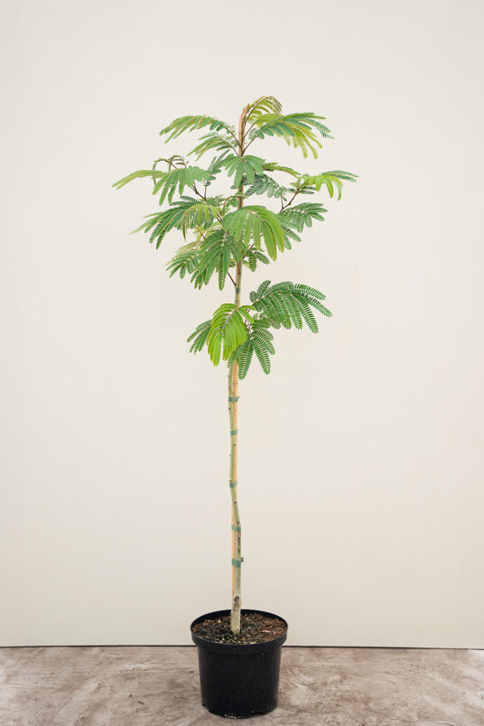 Jonge Perzische Slaapboom | Albizia julibrissin 'Tropical Dream'