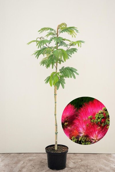 Junger persischer schlafender Baum | Albizia julibrissin 'Tropical Dream'