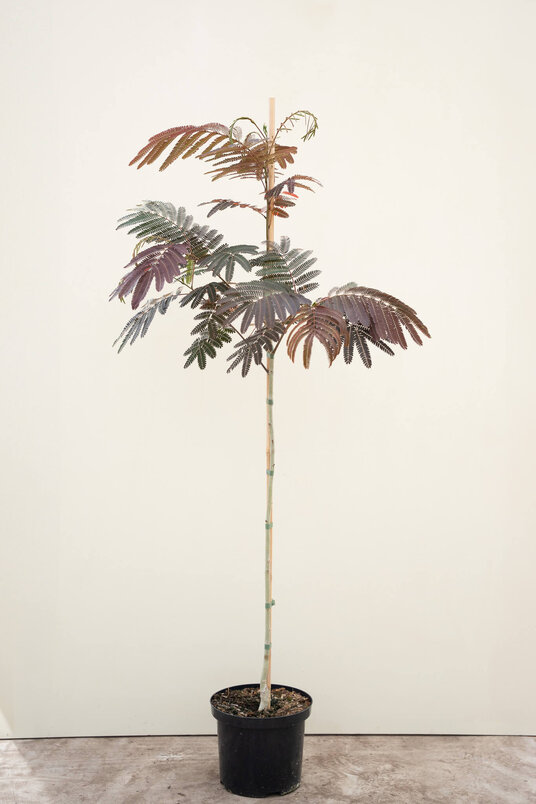Young Persian Sleeping Tree | Albizia julibrissin 'Evi's Pride'