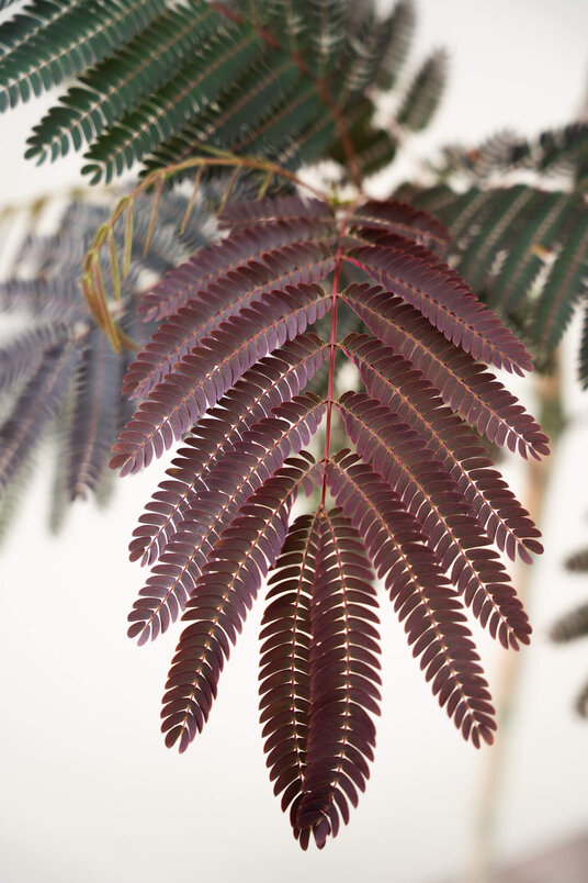 Junger persischer Schlafbaum | Albizia julibrissin 'Evi's Pride'