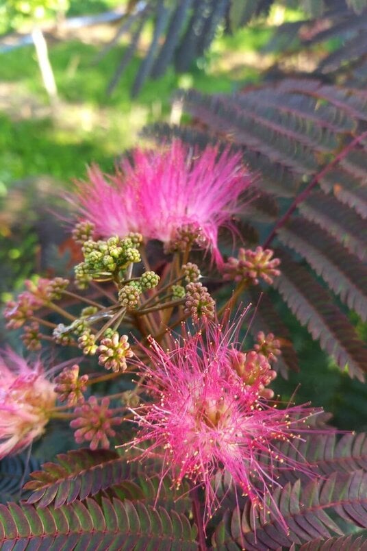 Young Persian Sleeping Tree | Albizia julibrissin 'Evi's Pride'