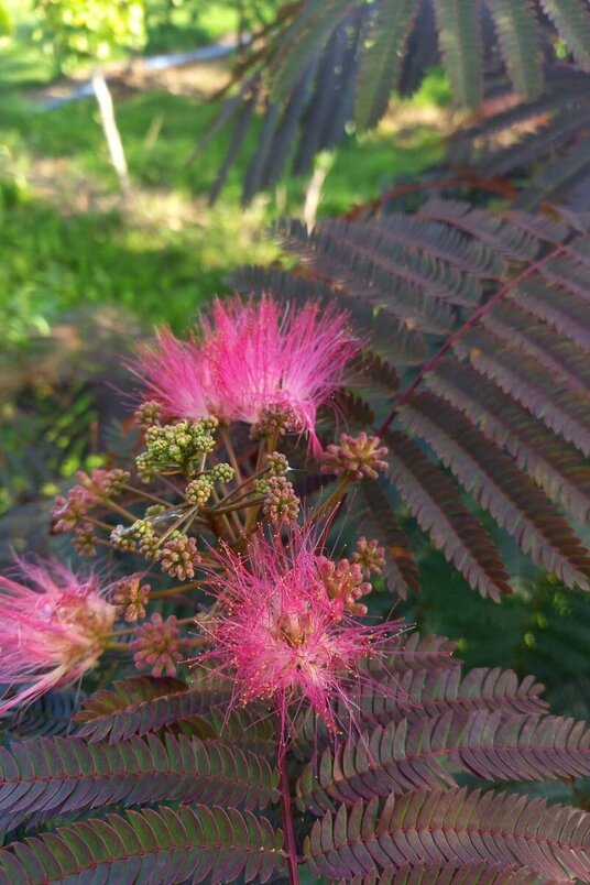 Junger persischer Schlafbaum | Albizia julibrissin 'Evi's Pride'