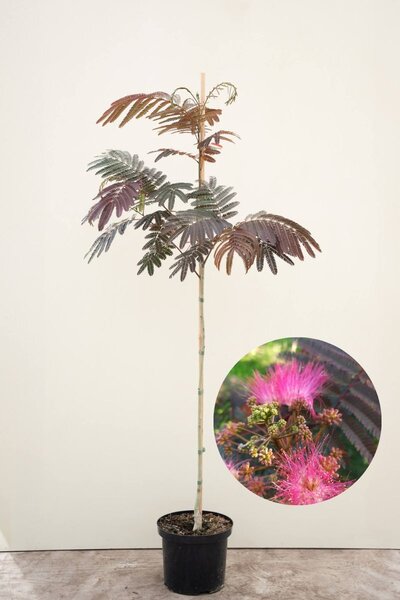 Jonge Perzische Slaapboom | Albizia julibrissin 'Evi's Pride'