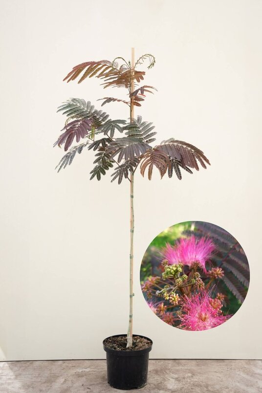 Junger persischer Schlafbaum | Albizia julibrissin 'Evi's Pride'