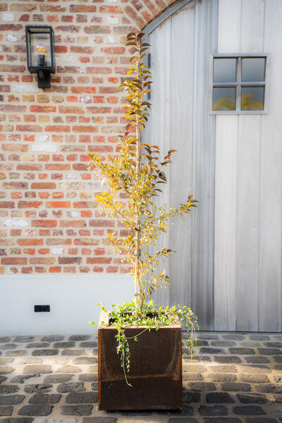 Cortenstalen Boombak inclusief beplanting 40x40x40cm