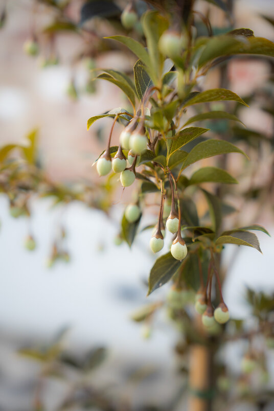 Cortenstalen Boombak inclusief beplanting 40x40x40cm