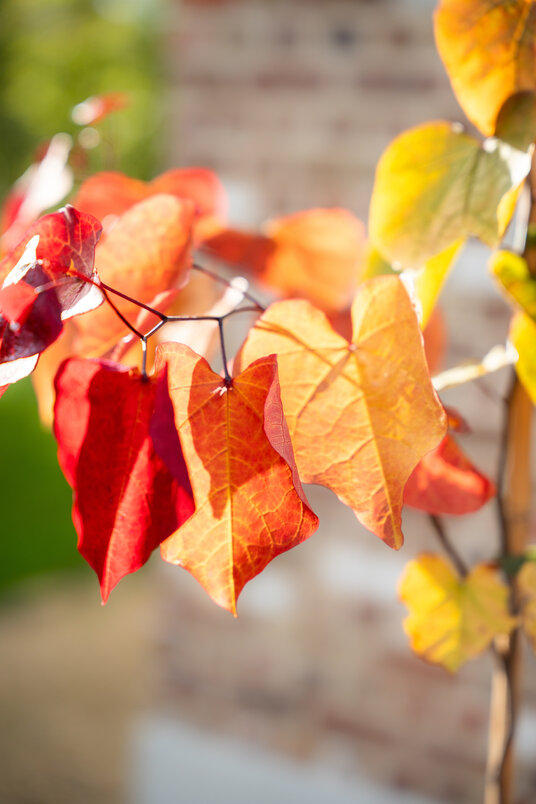 Cortenstalen Boombak inclusief beplanting 40x40x40cm