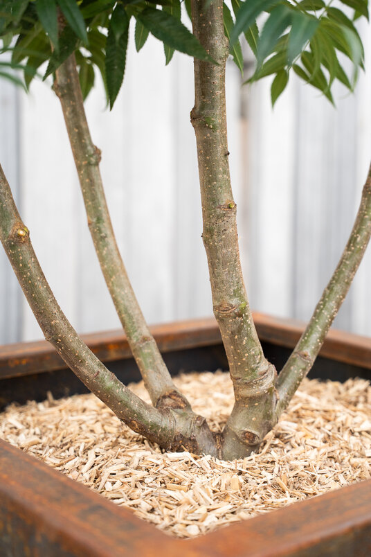 Baumkübel 60x60x60cm