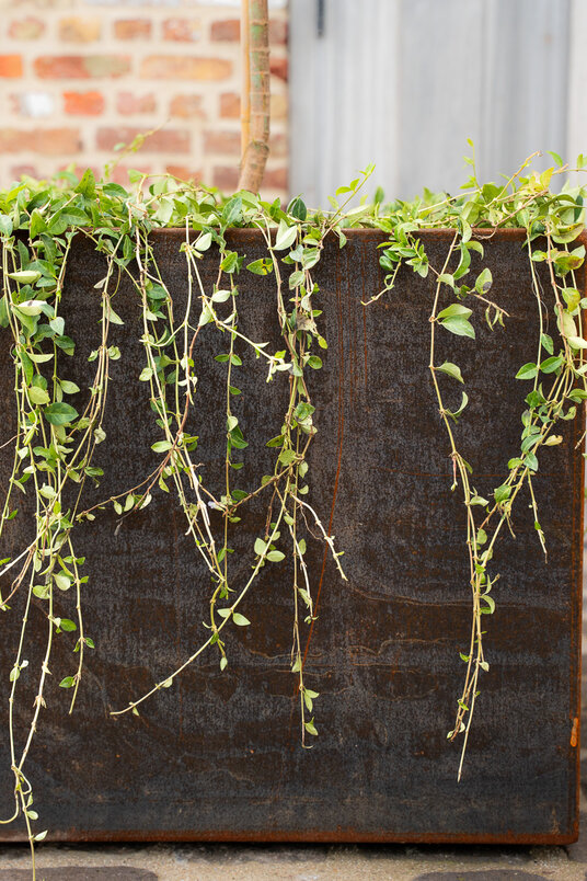 Cortenstalen Boombak inclusief beplanting 60x60x60cm