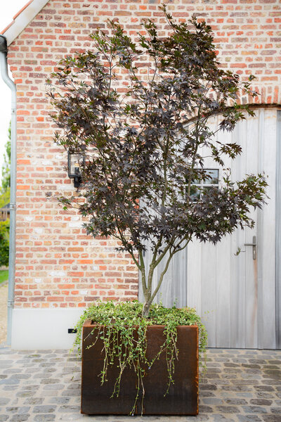 Cortenstalen Boombak inclusief boom en beplanting 80x80x80cm
