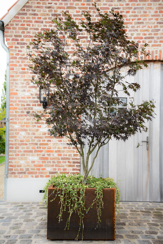 Cortenstalen Boombak inclusief boom en beplanting 80x80x80cm