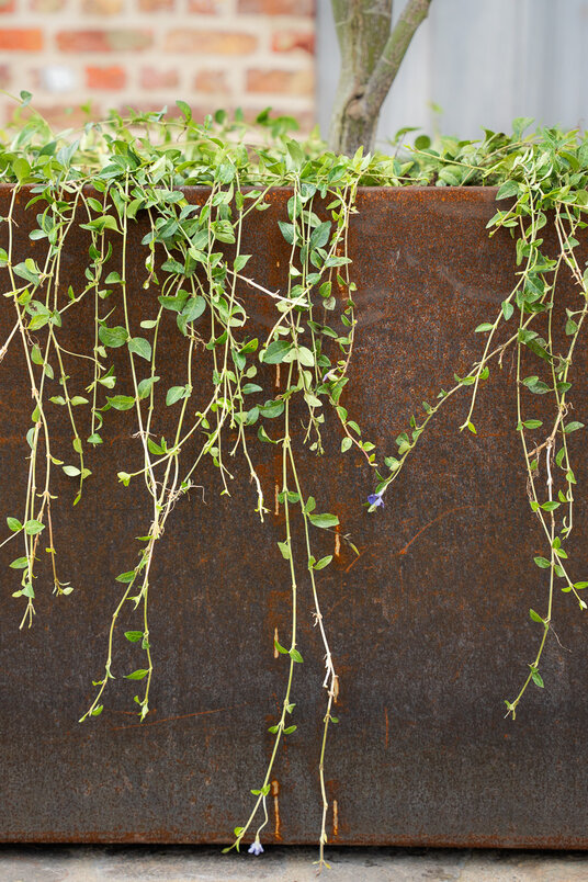 Cortenstalen Boombak inclusief boom en beplanting 80x80x80cm