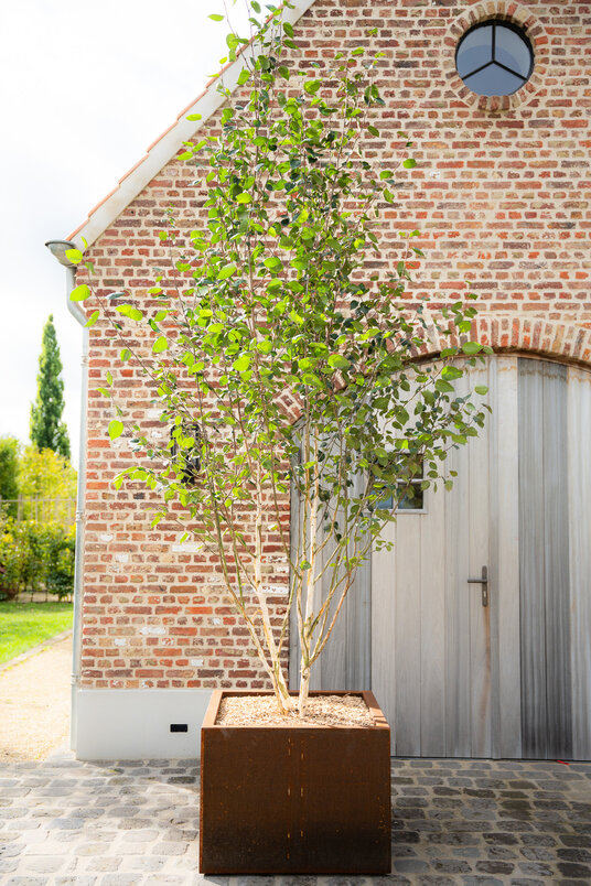 Cortenstalen Boombak inclusief boom en beplanting 80x80x80cm