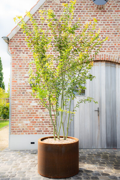 Cortenstalen Boombak inclusief beplanting 80x60cm