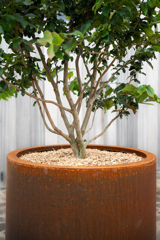 Cortenstalen Boombak inclusief beplanting 80x60cm