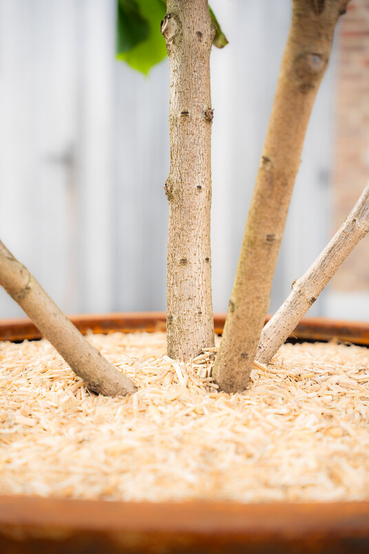 Cortenstalen Boombak inclusief beplanting 100x60cm