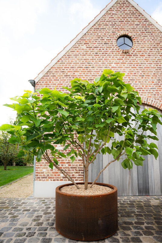 Cortenstalen Boombak inclusief beplanting 100x60cm
